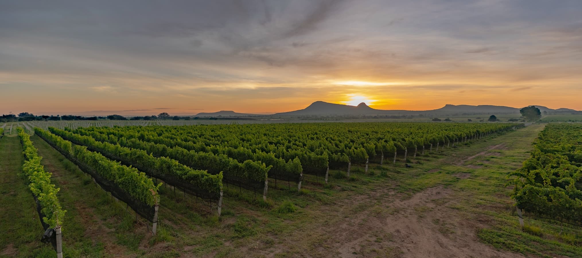 Viñedo de Vinícola el Consuelo en el Valle de las Arcinas